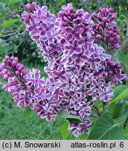 Syringa vulgaris Sensation