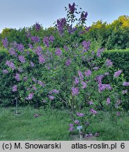 Syringa vulgaris Sensation