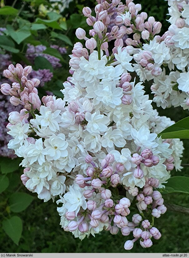 Syringa vulgaris Krasawica Moskwy