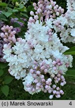 Syringa vulgaris Krasawica Moskwy