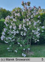 Syringa vulgaris Krasawica Moskwy