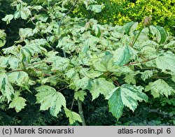 Acer pseudoplatanus Reymont