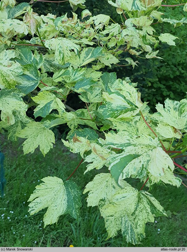 Acer pseudoplatanus Reymont