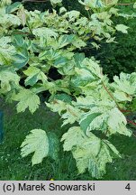 Acer pseudoplatanus Reymont