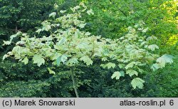 Acer pseudoplatanus Reymont