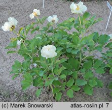 Paeonia ×chamaeleon (piwonia kamelońska)