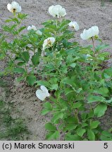 Paeonia ×chamaeleon (piwonia kamelońska)