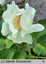 Paeonia ×chamaeleon (piwonia kamelońska)