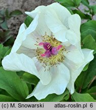 Paeonia ×chamaeleon (piwonia kamelońska)