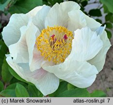 Paeonia ×chamaeleon (piwonia kamelońska)