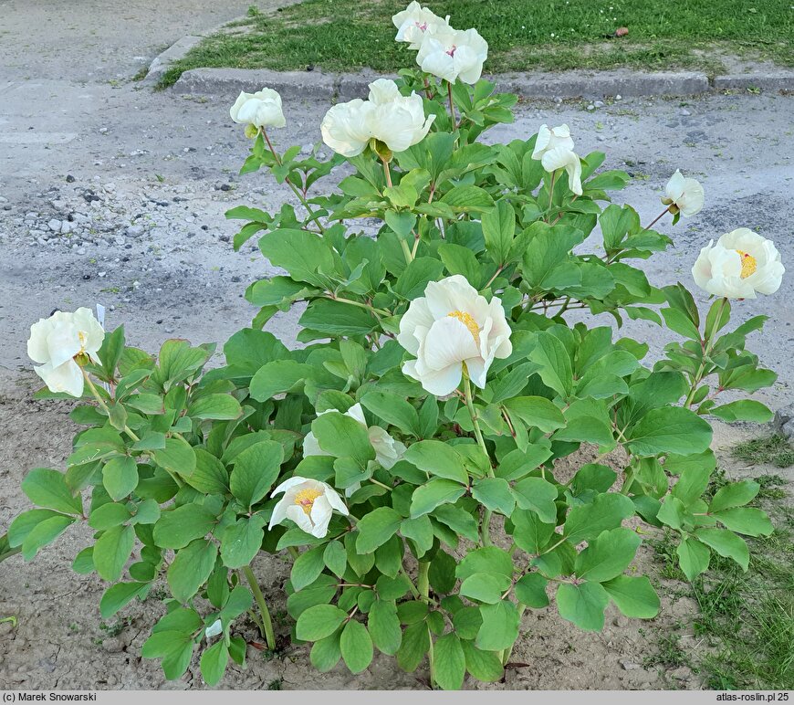 Paeonia ×chamaeleon (piwonia kamelońska)