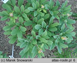 Paeonia mlokosewitschii (piwonia Młokosiewicza)