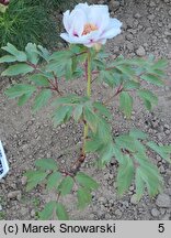 Paeonia (piwonia)