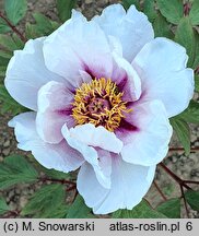 Paeonia (piwonia)