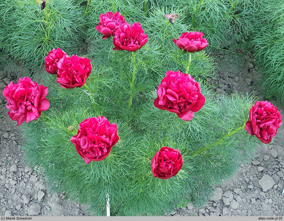 Paeonia tenuifolia Plena