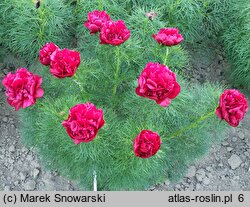 Paeonia tenuifolia Plena