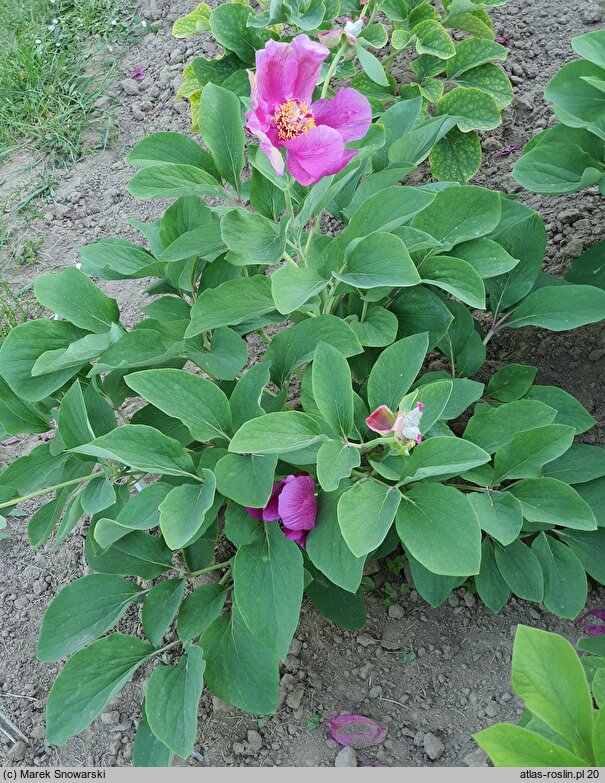 Paeonia coriacea (piwonia skórzasta)