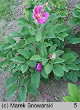 Paeonia coriacea (piwonia skórzasta)