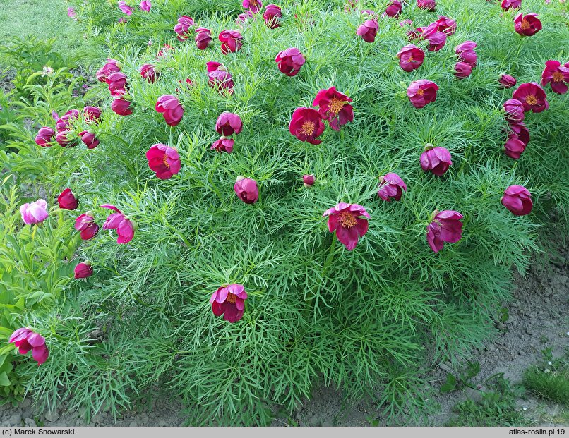 Paeonia anomala (piwonia odmienna)