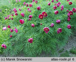 Paeonia anomala (piwonia odmienna)