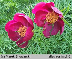 Paeonia anomala (piwonia odmienna)