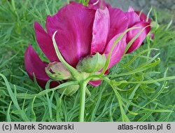 Paeonia anomala (piwonia odmienna)