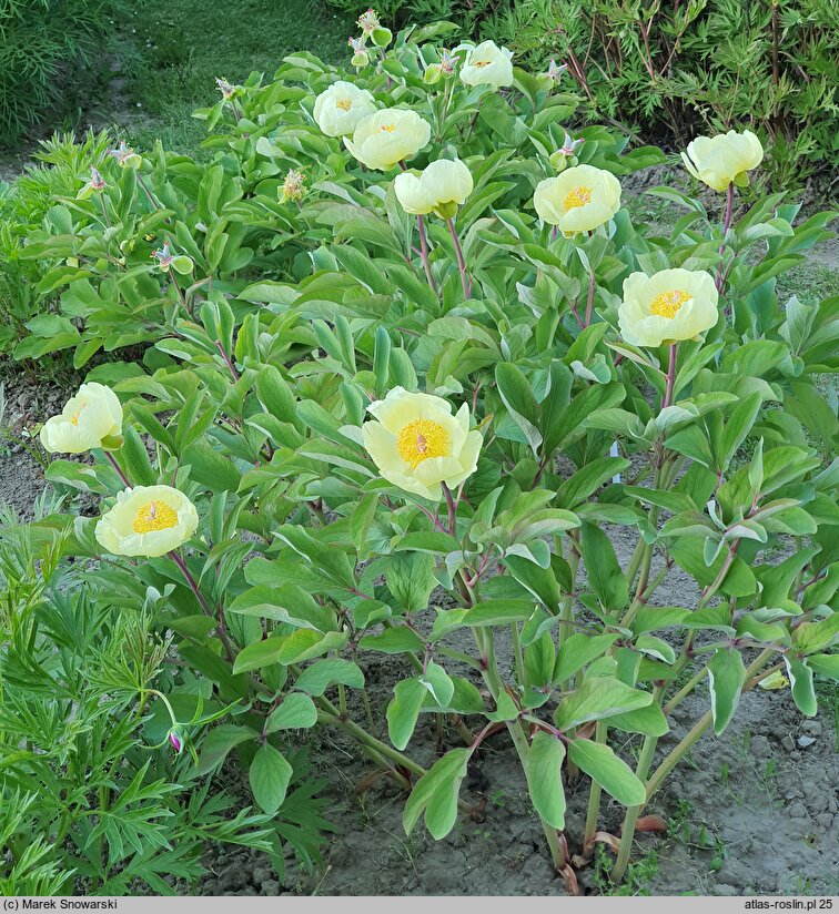 Paeonia wittmanniana (piwonia Wittmanna)