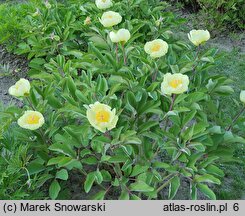 Paeonia wittmanniana (piwonia Wittmanna)