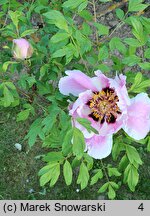 Paeonia ×suffruticosa (piwonia krzewiasta)
