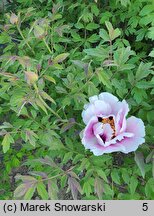 Paeonia suffruticosa (piwonia krzewiasta)