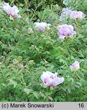 Paeonia suffruticosa (piwonia krzewiasta)