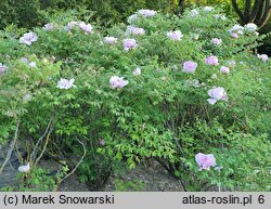 Paeonia ×suffruticosa (piwonia krzewiasta)