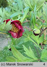 Paeonia delavayi (piwonia Delavaya)