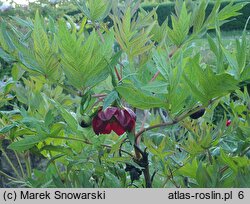 Paeonia delavayi (piwonia Delavaya)