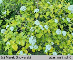 Viburnum lantana Aureum