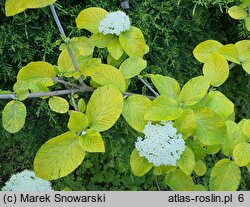 Viburnum lantana Aureum