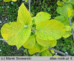 Viburnum lantana Aureum