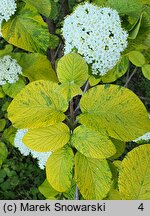 Viburnum lantana Aureum