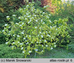 Viburnum lantana Aureum