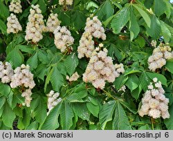 Aesculus hippocastanum Baumannii