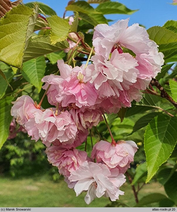 Prunus serrulata Fugenzo