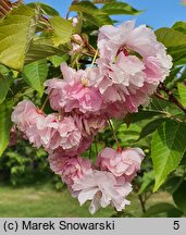 Prunus serrulata Fugenzo