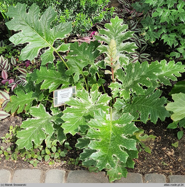 Acanthus hungaricus Whitewater