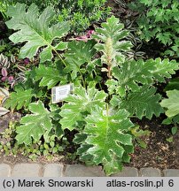 Acanthus hungaricus Whitewater