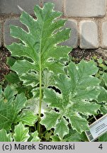 Acanthus hungaricus Whitewater