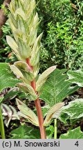 Acanthus hungaricus Whitewater