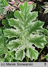 Acanthus hungaricus Whitewater