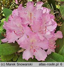 Rhododendron smirnowii (różanecznik Smirnowa)