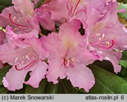 Rhododendron smirnowii (różanecznik Smirnowa)