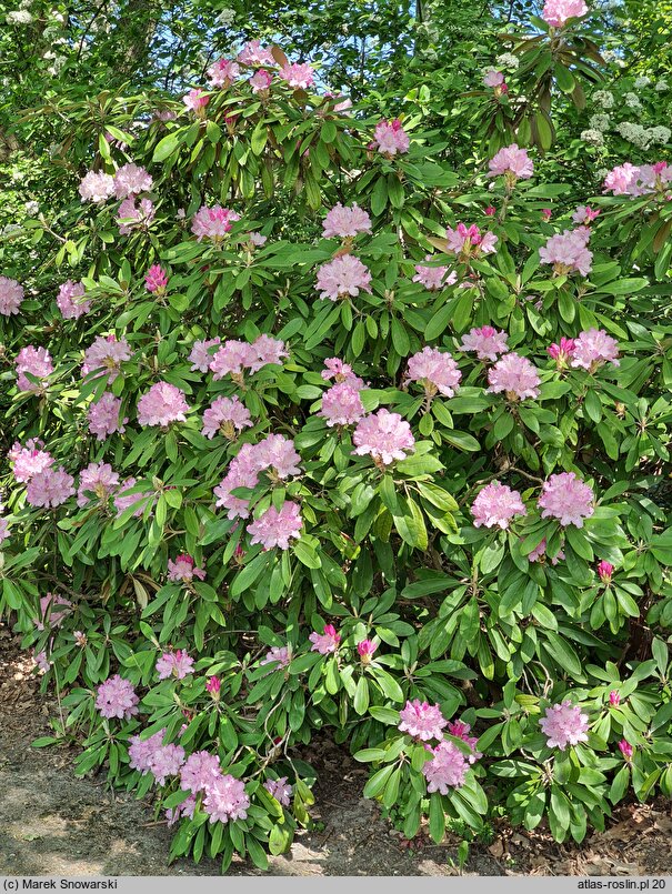 Rhododendron smirnowii (różanecznik Smirnowa)